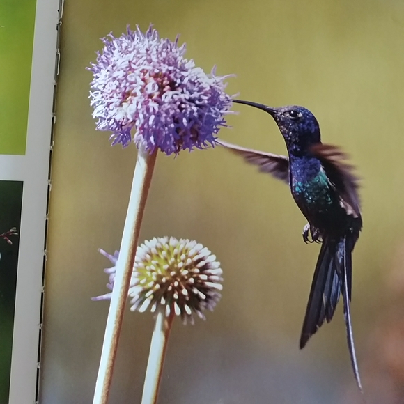 'Birds" hardcover book. - Picture 5 of 5